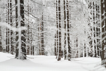 Zimowy pejzaż , drzewa w lesie pokryte śniegiem