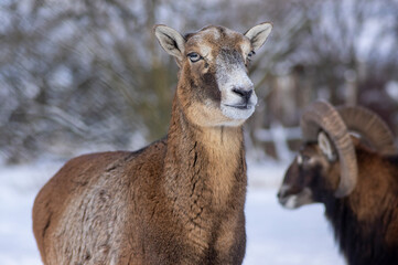 Herd of wild mouflon sheep on pasture during winter time walking in the snow, beautiful cold weather coated furry mammals