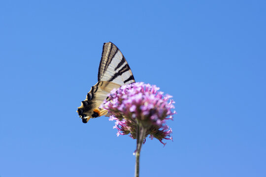 Verbena bonariensis vervain purpletop flowering plant with white black butterfly scarce swallowtail Iphiclides podalirius