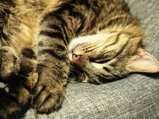 Domestic cat sleeps on a gray bag armchair