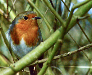 robin in the snow