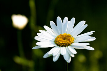 Obraz premium white daisy flower