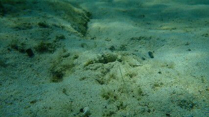 Sea snail Common cerith or European cerith (Cerithium vulgatum) undersea, Aegean Sea, Greece, Halkidiki