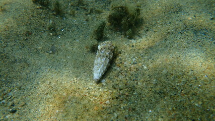 Sea snail Common cerith or European cerith (Cerithium vulgatum) undersea, Aegean Sea, Greece, Halkidiki