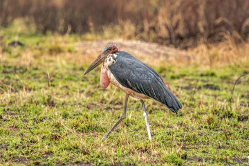 marabou stork
