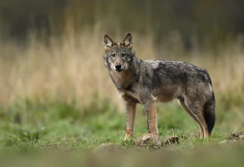 Fensteraufkleber Grey wolf ( Canis lupus ) close up © Piotr Krzeslak
