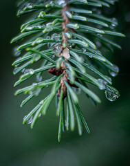 Close up of Water Drops on Pine Needles 