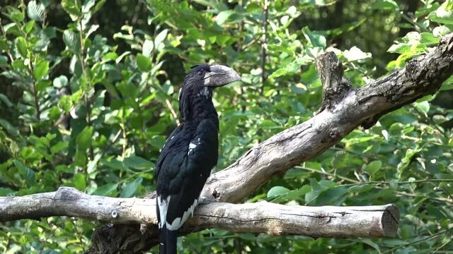 Piping hornbill sitting on a branch and looking around