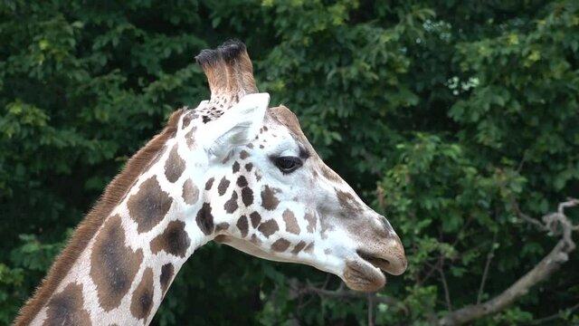 Detail of head giraffe chews grass. In the background are trees.