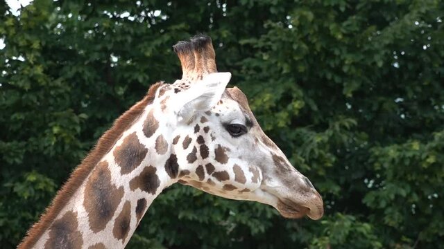 Detail of head giraffe chews grass. In the background are trees.