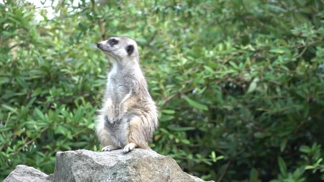 meerkat on guard duty