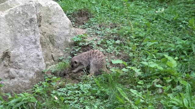 Meerkat burrowing turf at the foot of a rock.