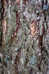 Tree bark background. Cracks in the bark of an oak tree.