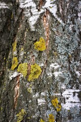 The texture of the bark of a tree with cracks. Wood and moss background. Yellow and gray lichens grow on birch bark.