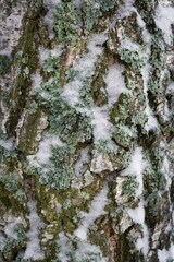Tree bark texture. White snow on a background of green moss. Winter background.