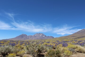 Fototapeta na wymiar Flowering Atacama desert, Chile.