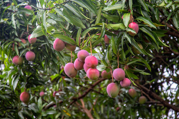A mango tree with many ripe fruits in panoramic view