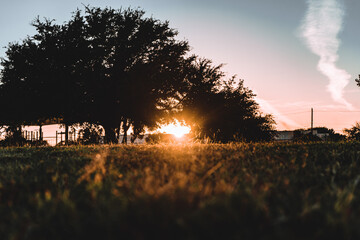 Mesmerizing view of dense trees growing in the field against a cloudy sky at sunset