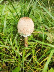 Parasol mushroom, edible mushroom, in green grass background 