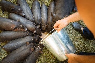 Cute little Vietnamese black piglets on the farm. © Aleksandr Rybalko