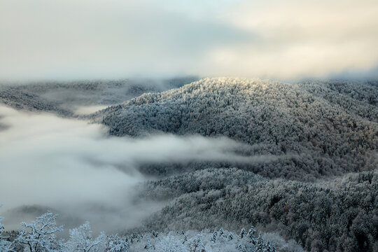 Foggy winter mountain landscape. Winter forest with pine trees covered by snow © ASHarchenko