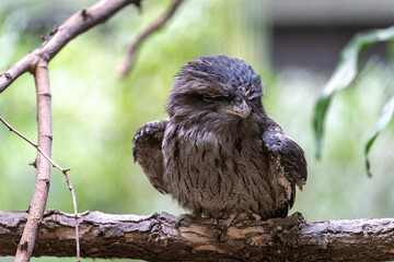 bird on a branch