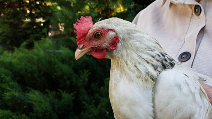 a live chicken of light color in the hands of a farmer in summer on a background of greenery.