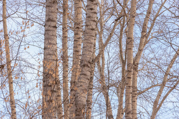 Tall poplar trees and blue sky.