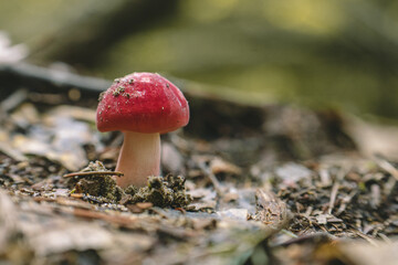 red mushroom in the forest