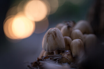 Mushroom