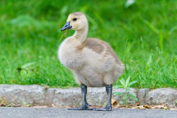 Canada Gosling on Grass