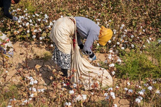 Uzbekistan, Cotton harvest in a field. A woman is picking cotton.