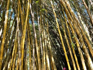 Bamboo  Forest