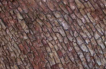 Tree bark texture. Old Wood Tree Texture Background Pattern.