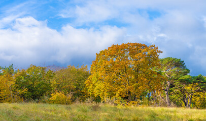 Fototapeta premium Ostsee, Usedom, Koserow / Zempin - herbstlich bunte Farben am Strandwald vor blauem Himmel 