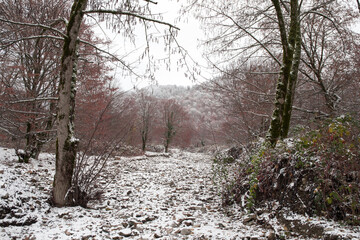 Winter trees in mountains covered with fresh snow. Beautiful landscape with branches of trees covered in snow. Mountain road in Caucasus. Azerbaijan