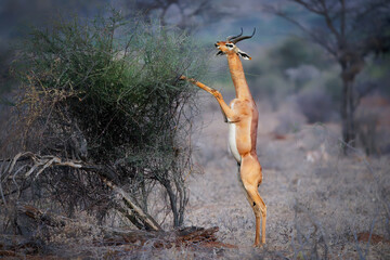 Gerenuk - Litocranius walleri also giraffe gazelle, long-necked antelope in Africa, long slender neck and limbs, standing on hind legs during feeding leaves. Evening colors - obrazy, fototapety, plakaty