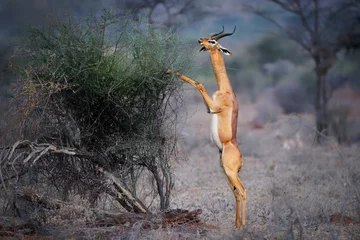 Gordijnen Gerenuk - Litocranius walleri ook girafgazelle, antilope met lange nek in Afrika, lange slanke nek en ledematen, staande op achterpoten tijdens het voeren van bladeren. Avondkleuren © phototrip.cz
