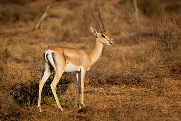 Grants Gazelle - Nanger granti species of gazelle from northern Tanzania to South Sudan and Ethiopia, from the Kenyan coast to Lake Victoria, Swahili name is swala granti, fight or duel