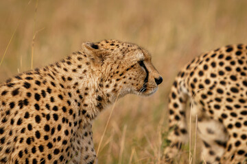 Cheetah - Acinonyx jubatus  large cat native to Africa and central Iran, the fastest land animal,...