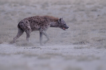 Spotted Hyena - Crocuta crocuta after meals walking in the park. Beautiful sunset or sunrise in Amboseli in Kenya, scavenger in the savanna, sandy and dusty place with the grass