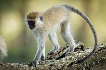 Vervet Monkey - Chlorocebus pygerythrus - monkey of Cercopithecidae native to Africa, similar to malbrouck (Chlorocebus cynosuros), walking on the trunk and watching the colourful forest © phototrip.cz