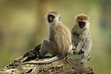 Vervet Monkey - Chlorocebus pygerythrus - two monkeys of Cercopithecidae native to Africa, similar to malbrouck (Chlorocebus cynosuros), duo sitting on the trunk in the tropical forest