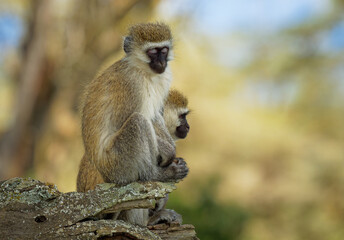 Naklejka na ściany i meble Vervet Monkey - Chlorocebus pygerythrus - two monkeys of Cercopithecidae native to Africa, similar to malbrouck (Chlorocebus cynosuros), sleeping monkey sitting on the trunk in the tropical forest