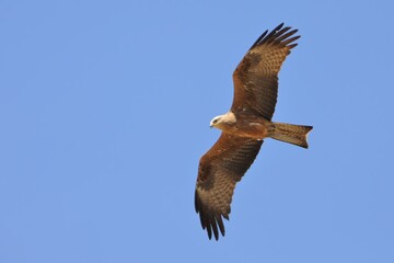 Black Kite - Milvus migrans bird of prey flying on the blue sky, Accipitridae, opportunistic hunter and are more likely to scavenge, brown bird with widely open wings in fly