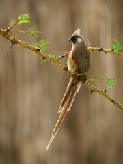 Speckled Mousebird - Colius striatus largest species of mousebird, the most common, found throughout most of Central, Eastern and Southern Africa, long tail and crest on the head