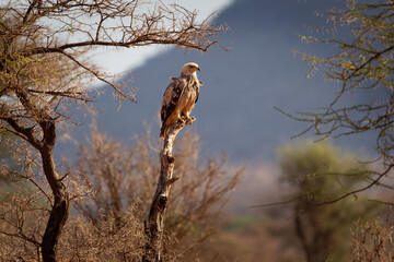 Tawny Eagle - Aquila rapax large bird of prey family Accipitridae, subfamily Aquilinae - booted eagles, Africa and Indian subcontinent,  sitting on the stake in Samburu National Reserve