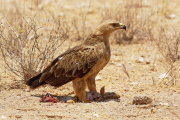 Tawny Eagle - Aquila rapax large bird of prey family Accipitridae, subfamily Aquilinae - booted...