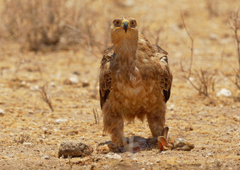 Tawny Eagle - Aquila rapax large bird of prey family Accipitridae, subfamily Aquilinae - booted eagles, Africa and Indian subcontinent,  sitting on the ground with hunted African Savanna Hare