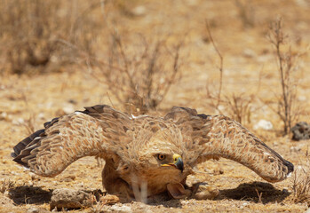 Tawny Eagle - Aquila rapax large bird of prey family Accipitridae, subfamily Aquilinae - booted eagles, Africa and Indian subcontinent,  sitting on the ground with hunted African Savanna Hare
